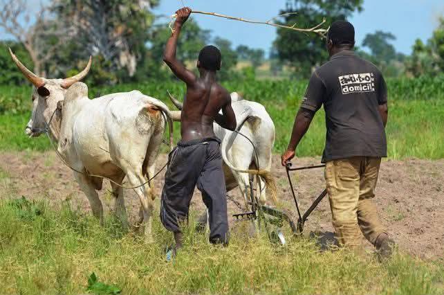 De la houe au bulletin de vote : Réinventer la participation citoyenne paysanne au Tchad